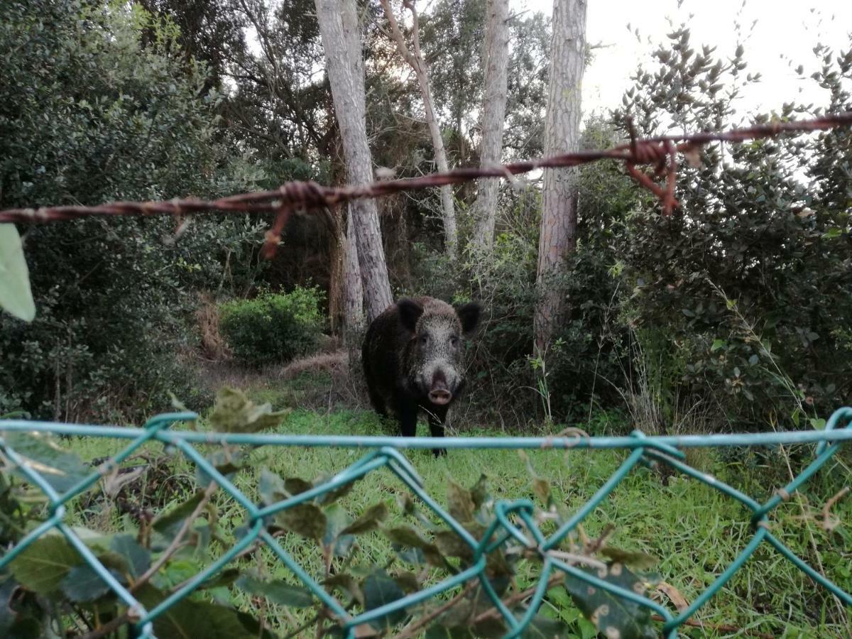 Villa Paradisino Orbetello Kültér fotó